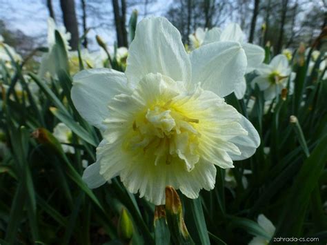 Narcis Narcissus Ice King Květy Květenství Zahrada
