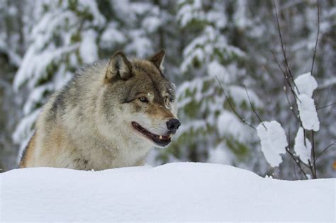 Snow Wolf Predator Wilderness Wolves Winter Hd Wallpaper Peakpx