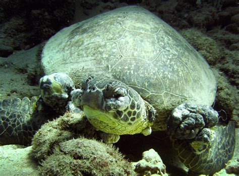 Sea Turtle Herpes Tumors Linked To Sewage