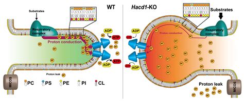 Membranes Free Full Text Mitochondrial Cristae Architecture And