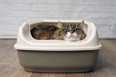 Why Do Cats Use Litter Boxes The Daily Cat