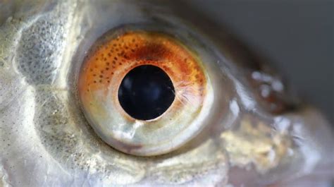 Fish Eyes 101 Their Sight And Vision Compared To Humans