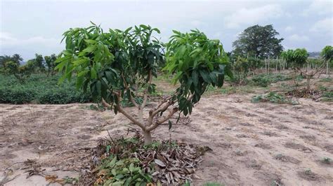 Mango Trees After Pruning Mango Tree Plants Prune