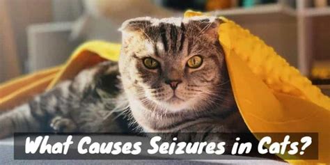 In cats, seizures that can not be related to an underlying cause are much less common than in dogs. Terrifying Tremors: What Causes Seizures in Cats? | Cat ...