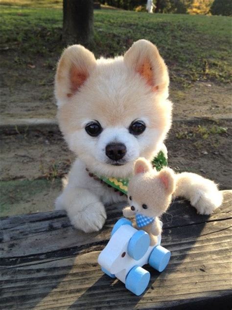 A Small White Dog Sitting On Top Of A Wooden Table Next To A Stuffed Animal