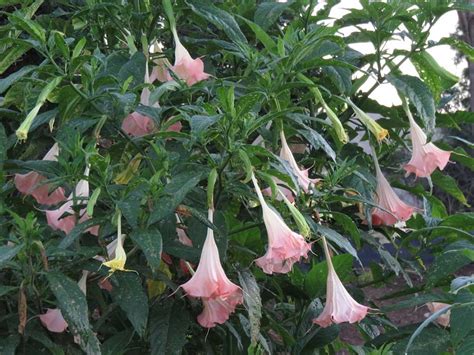 Pink Ensign Brugmansia Growers International