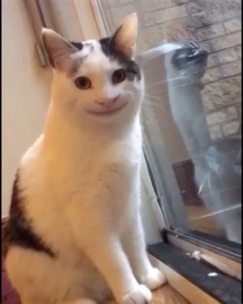 Very Polite Cat Cat Meme Face