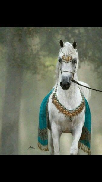 Kamal Abn Adeed Beautiful Arabian Horses Most Beautiful Horses