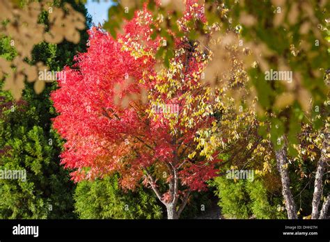 Beautiful Autumn Colors Of Fall Foliage Near Atlanta Georgia Usa