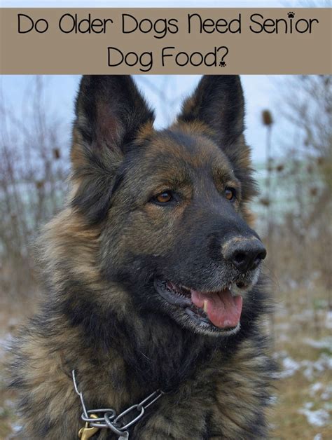 Below you'll find everything you need to know about what makes the best senior dog food for your canine, including our top picks. Do Older Dogs Need Senior Dog Food?