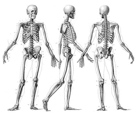 Explore Collection Of Human Skeletal System Drawing Skeleton Drawings
