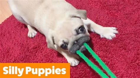 Adorable Silly Puppies Funny Pet Videos Youtube