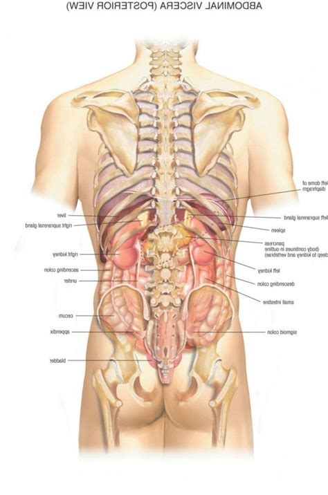 Embark on a visual tour of the human body, where each and every part of the human anatomy is if you're still daunted by where to start with this map of human anatomy, there's a helpful you are. Pin on human anatomy study