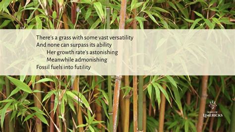 Limericks About Bamboo Sustaining Poetry King Of Limericks