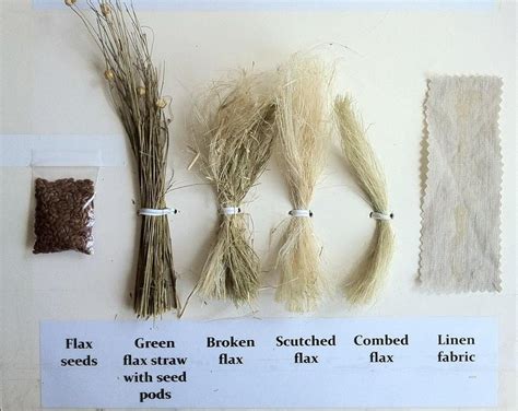 Flax To Linen Process — Unfused Deo Veritas Online Journal Style