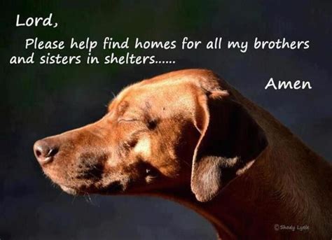 A Sweet Prayer Animals Beloved Dog Dog Quotes