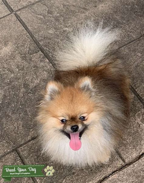 Pomeranian Stud Dog Stud Dog In New Jersey The United States Breed