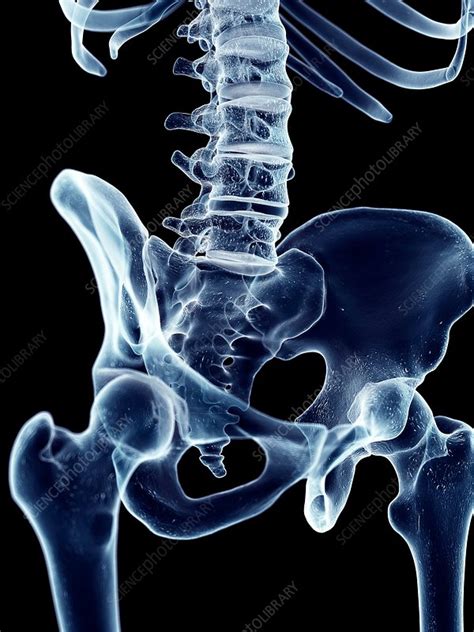 Human Hip Bones Stock Image F0163317 Science Photo Library