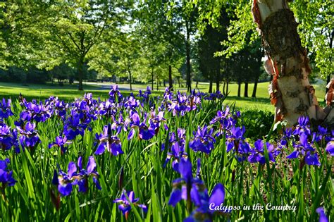 Irises In Bloom Calypso In The Country