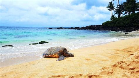 Best Time Place To See Turtles In Hawaii O Ahu Maui Kauai Yardpals