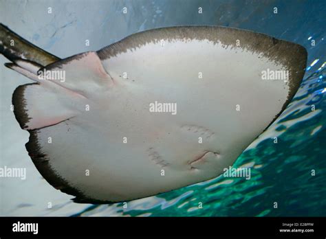 White Underside Of Male Southern Stingray Swimming To The Water Surface