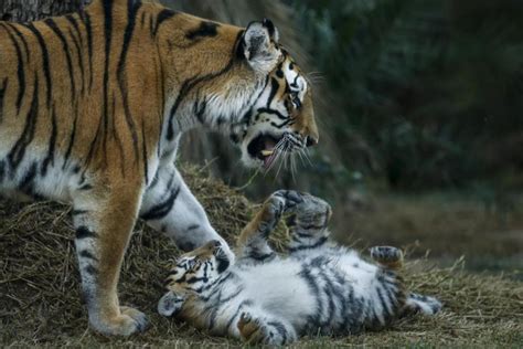 Rare Siberian Tiger Mom Seen Caring For Cubs In China Video The New Mail