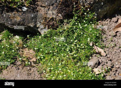 Arctic Pearlwort Hi Res Stock Photography And Images Alamy