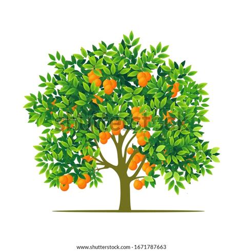 Orange Tree White Background Illustration Vector Stock Vector Royalty