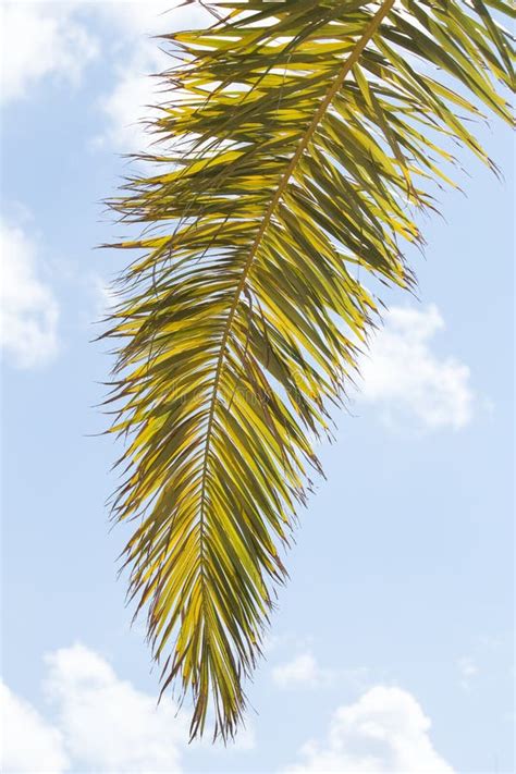 Palm Tree Branch Stock Image Image Of Foliage Branch 146726767