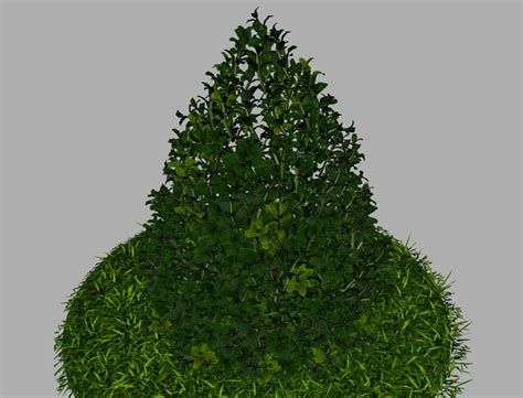 Buxus Plant Cone Shape 3d Model Realtime 3d Models World