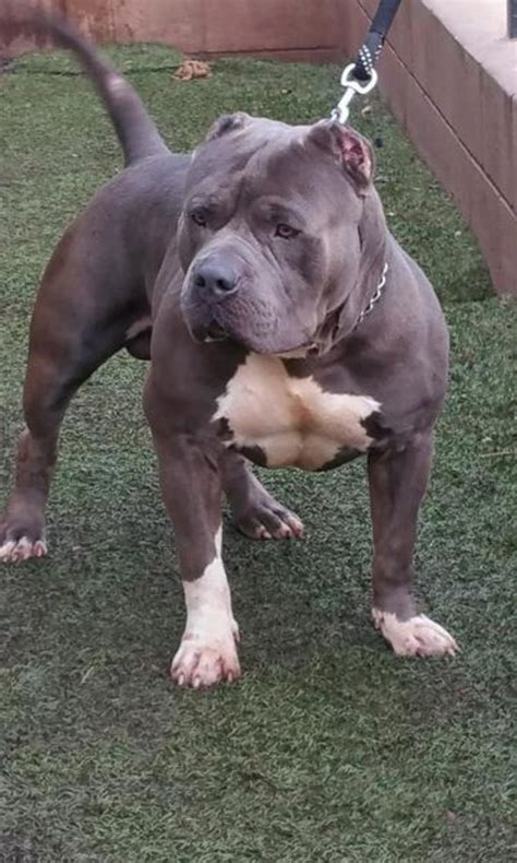 Tri color pitbull puppies for sale in texas. XL Pitbulls For Sale | XL Pitbull Puppies For Sale Near Me
