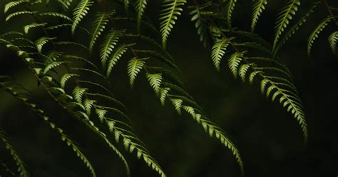 Fern Branches Plant Desktop Wallpaper