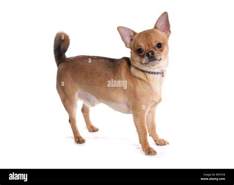 Fawn Chihuahua Hi Res Stock Photography And Images Alamy
