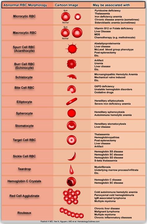 Abnormal Red Blood Cells Morphology And Possible Causes Medical