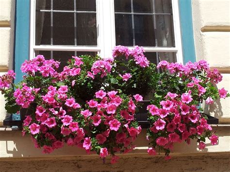 Free Image On Pixabay Geraniums Petunias Summer Flowers