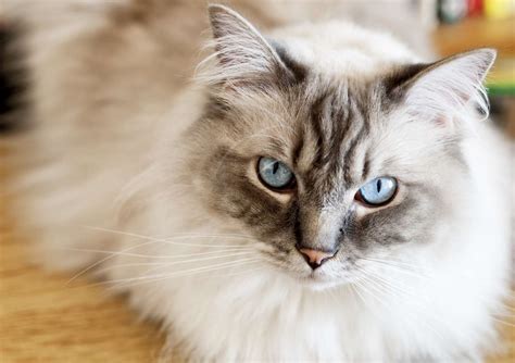 The Best Cat Breeds With The Longest Lifespans