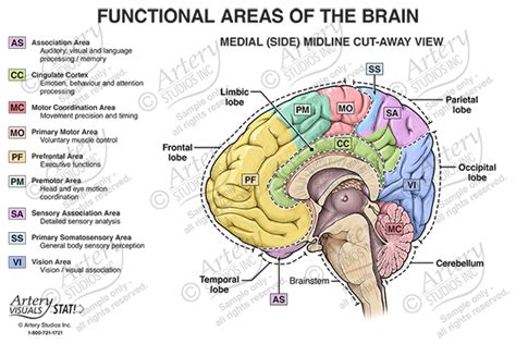 Functional Areas Of The Brain Medial Cut Away View Artery Studios