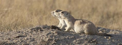 Prairie Dog Pair Grasslands Np Photograph By Matthias Breiter Fine