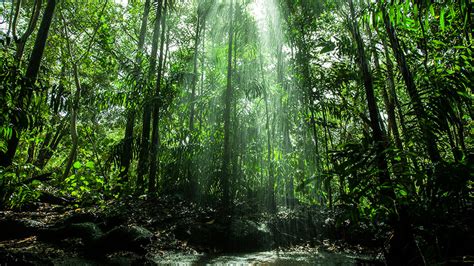 Sinharaja Trekking Tours In Sri Lanka Rain Forest Tours In Sinharaja
