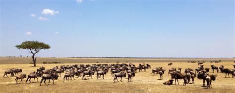 l ecosistema del parco nazionale di serengeti exploring africa