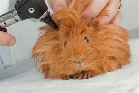 Your pet will have many of their habits and quirks in place by the time this stage of life ends and they move. Guinea Pig Life Span: How Long Do Cavies Live & How To ...