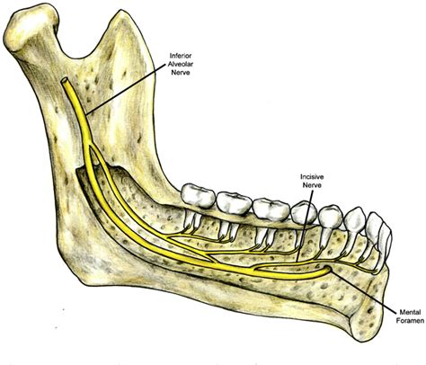 Figure 4 From A Review Of The Mandibular And Maxillary Nerve Supplies