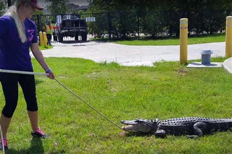6 Foot Alligator Caught In Missouri City Homeowners Backyard Houston