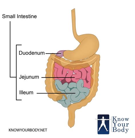 Small Intestine Function Anatomy Location Length And Diagram
