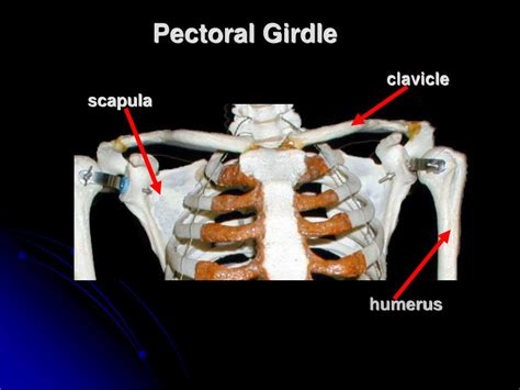 Ppt Appendicular Skeleton Pectoral Girdle And Upper Limb Powerpoint