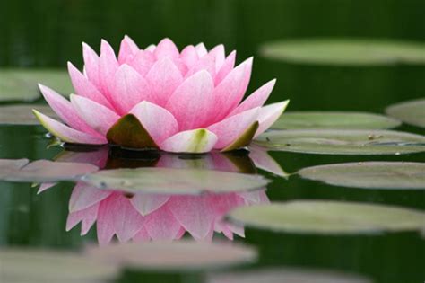 Free Lily Pad Download Free Clip Art Free Clip Art On
