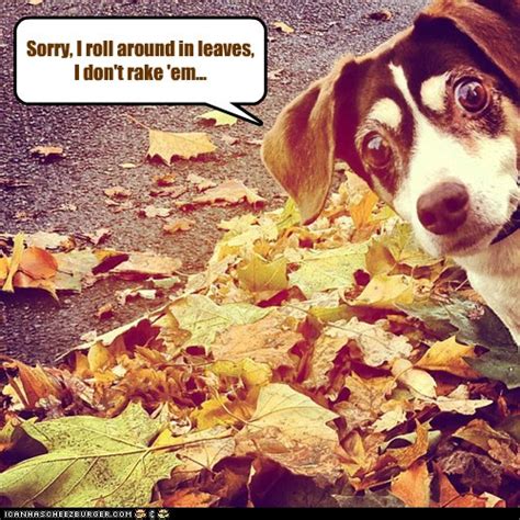 I Has A Hotdog Autumn Page 2 Funny Dog Pictures Dog Memes