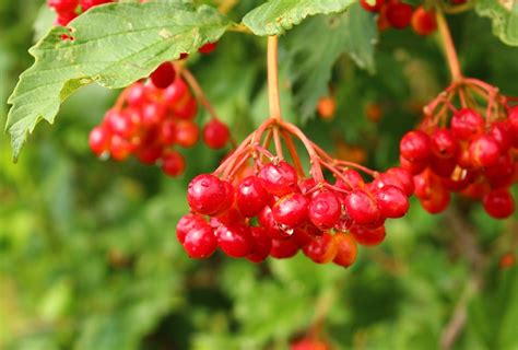 Viburnum Berry Fruit · Free Photo On Pixabay
