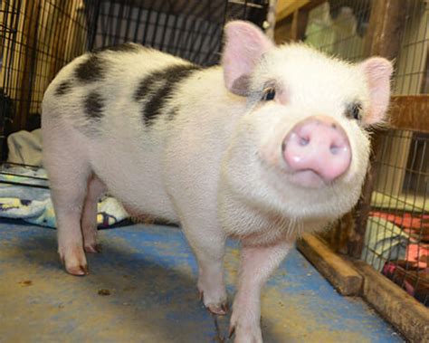 Find small pets for sale in your area. About Pet Pigs | Ross Mill Farm