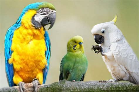 🦜 Tipos De Aves Y Pájaros Que Hablan 100 Aviariojp